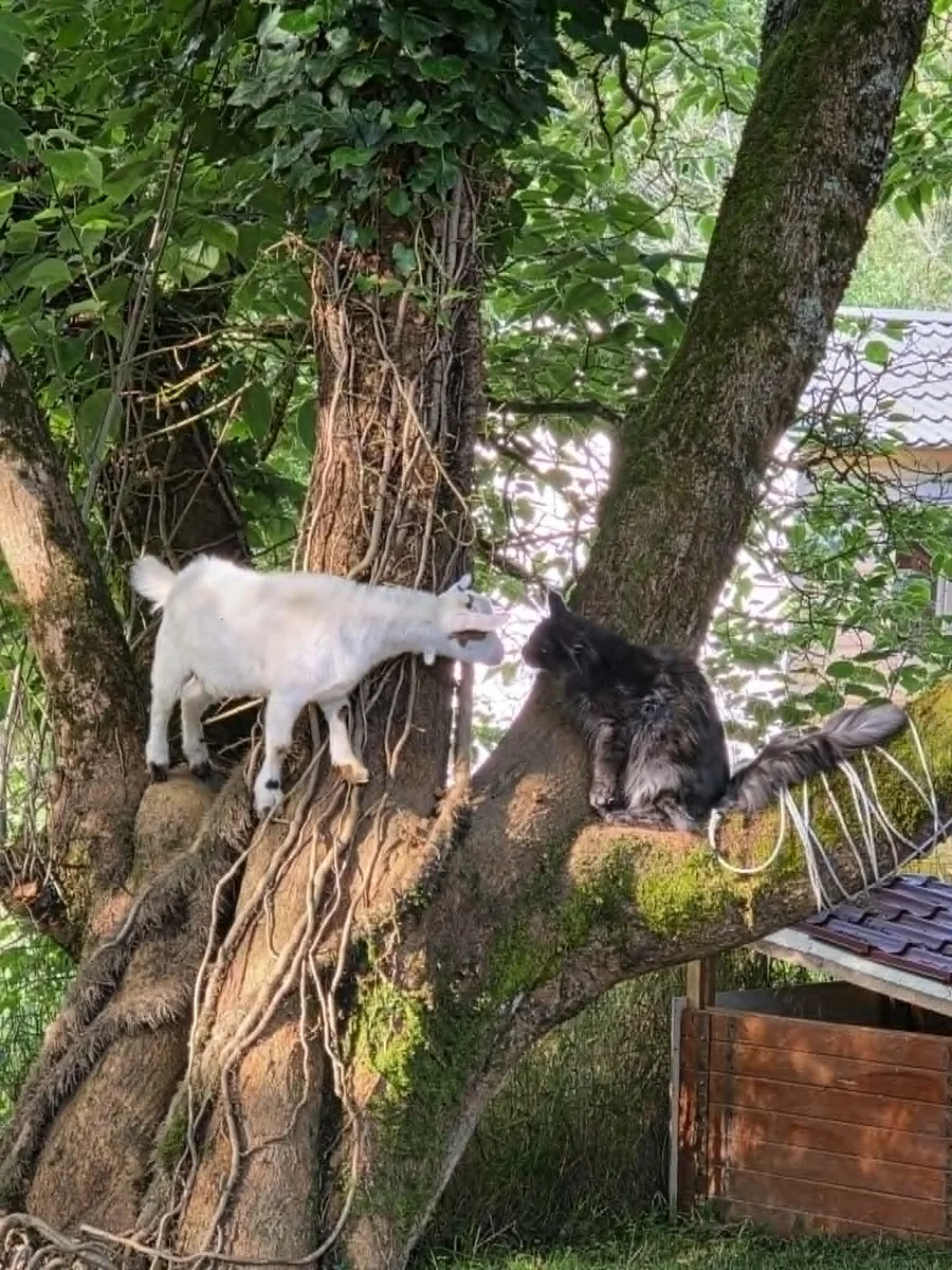 Milka la chèvre et Vaness le chat dans l'arbre